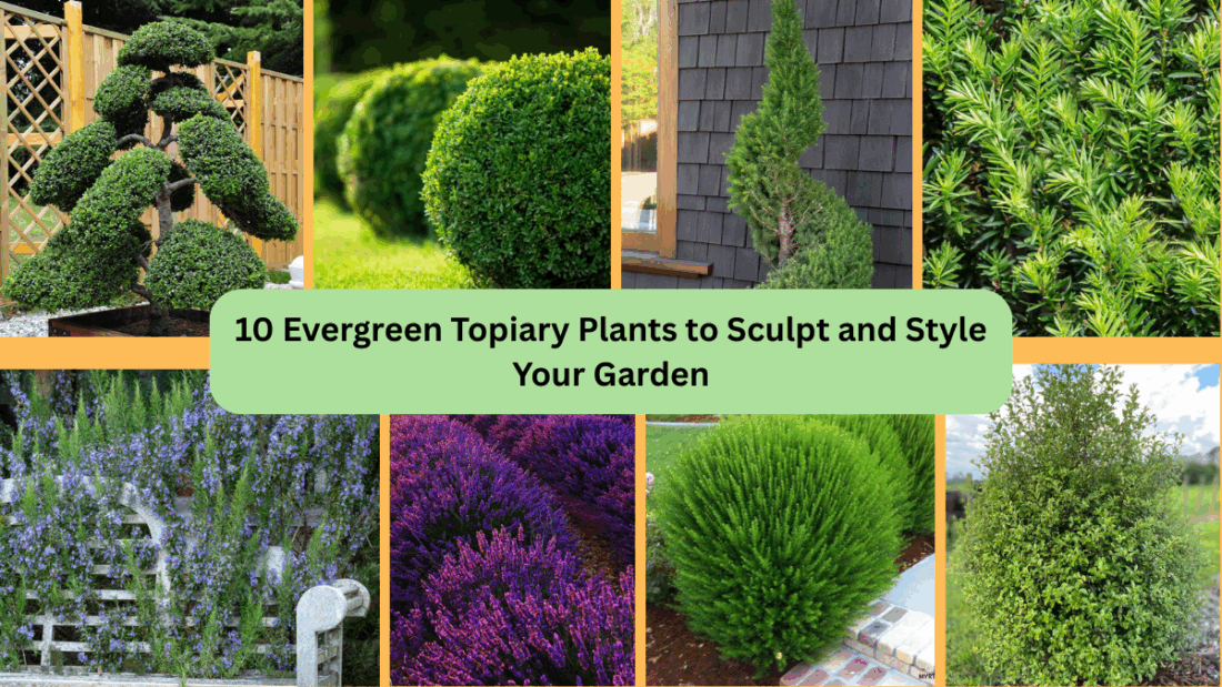 10 Evergreen Topiary Plants to Sculpt and Style Your Garden