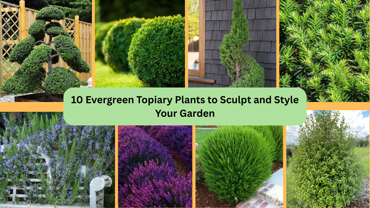 10 Evergreen Topiary Plants to Sculpt and Style Your Garden