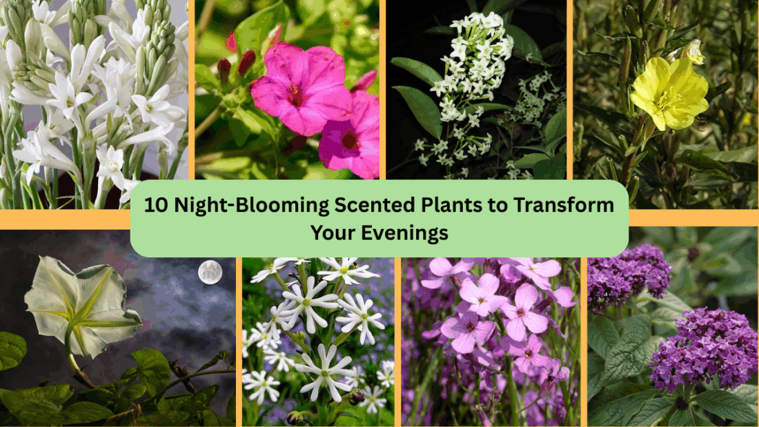 10 Night-Blooming Scented Plants to Transform Your Evenings