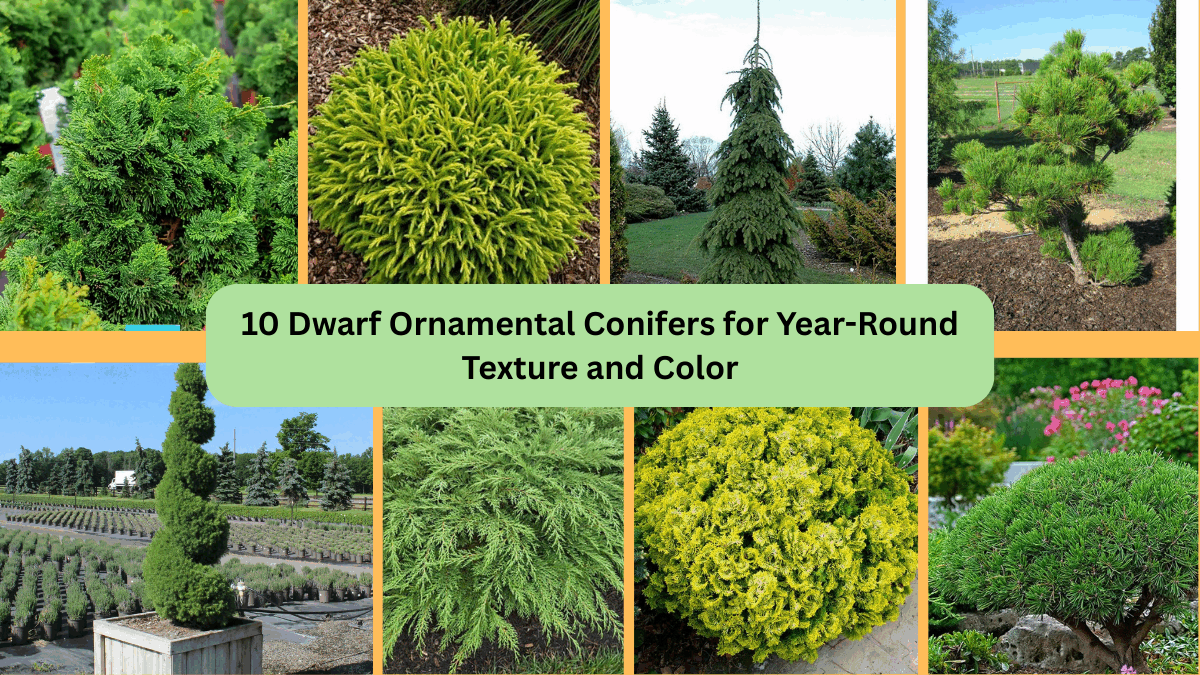 10 Dwarf Ornamental Conifers for Year-Round Texture and Color