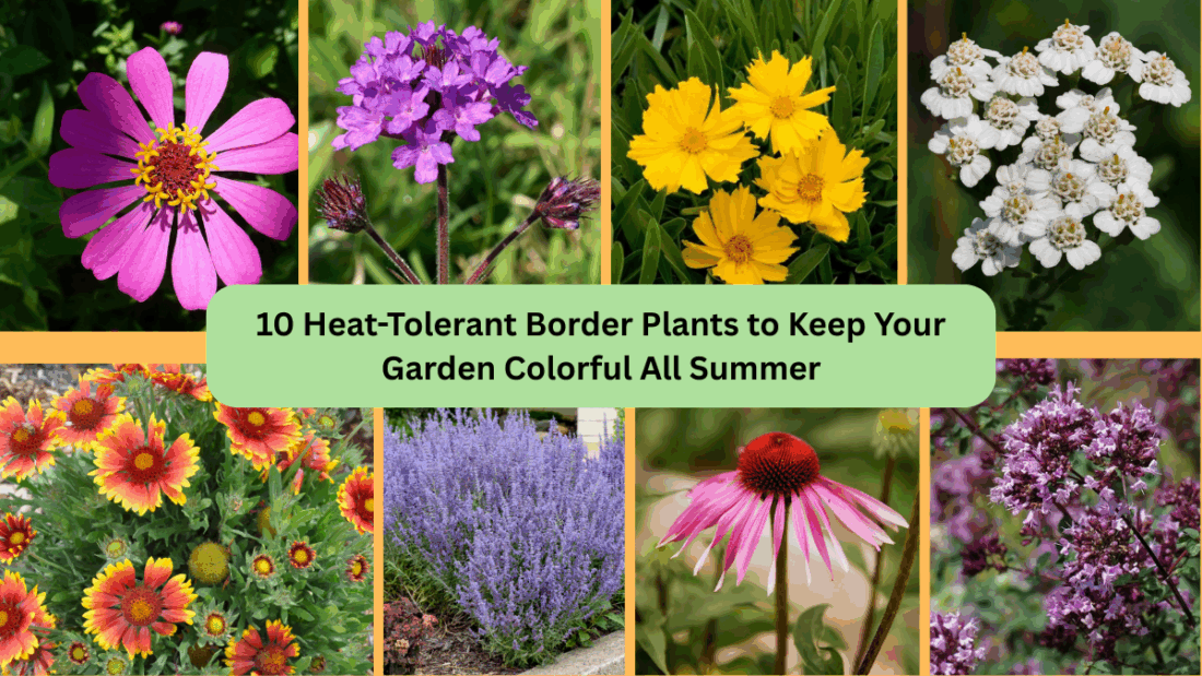 10 Heat-Tolerant Border Plants to Keep Your Garden Colorful All Summer