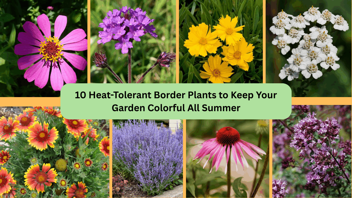 10 Heat-Tolerant Border Plants to Keep Your Garden Colorful All Summer