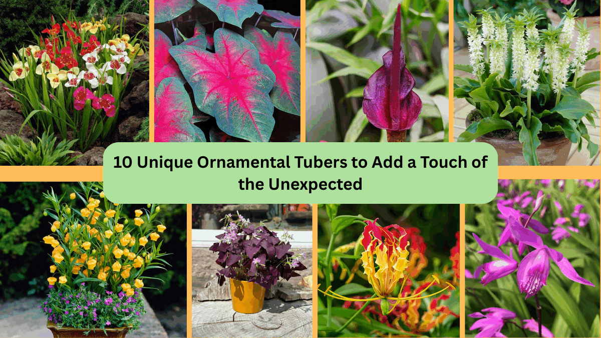 10 Unique Ornamental Tubers to Add a Touch of the Unexpected