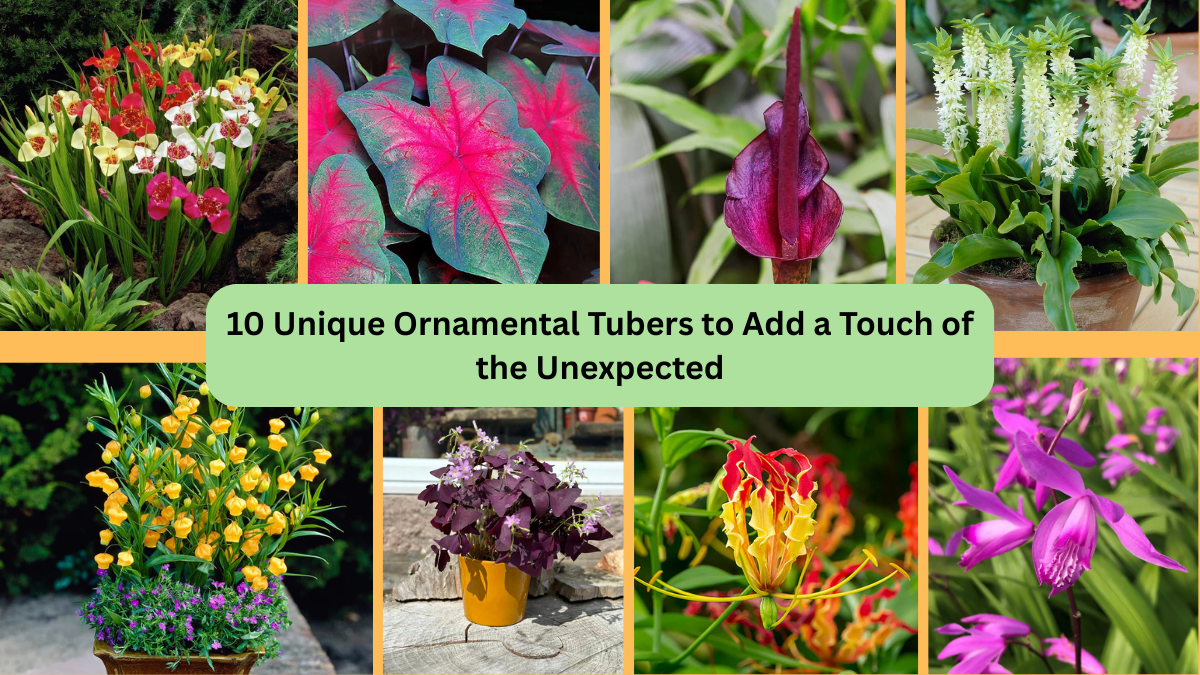 10 Unique Ornamental Tubers to Add a Touch of the Unexpected