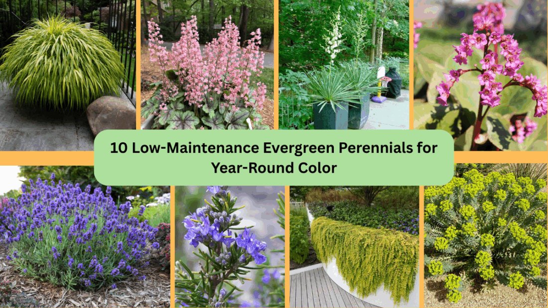 10 Low-Maintenance Evergreen Perennials for Year-Round Color