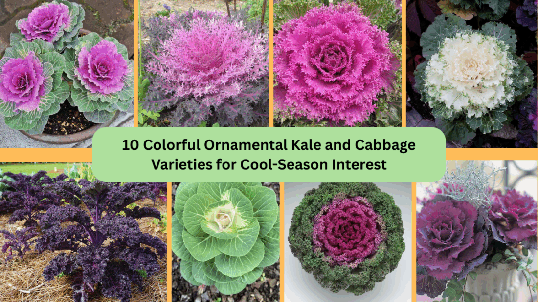 10 Colorful Ornamental Kale and Cabbage Varieties for Cool-Season Interest