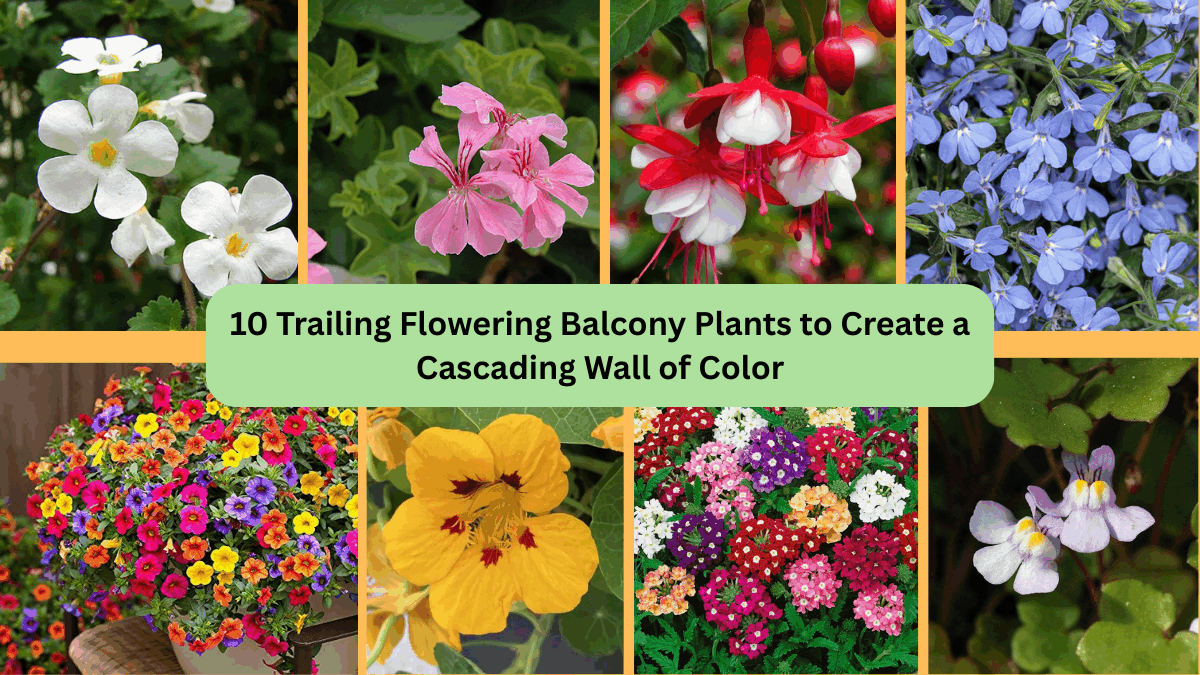 10 Trailing Flowering Balcony Plants to Create a Cascading Wall of Color