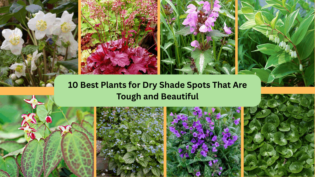 10 Best Plants for Dry Shade Spots That Are Tough and Beautiful