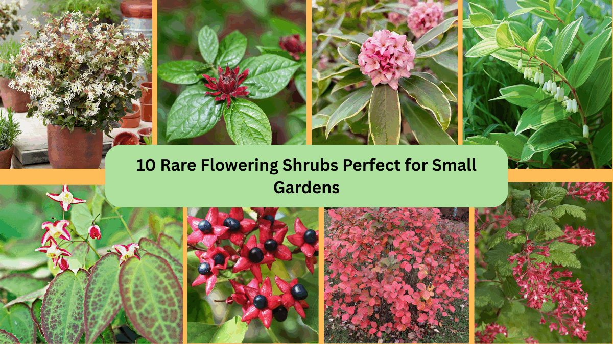 10 Rare Flowering Shrubs Perfect for Small Gardens