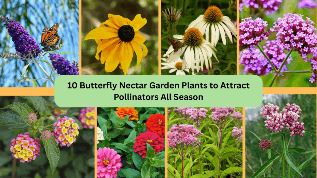10 Butterfly Nectar Garden Plants to Attract Pollinators All Season