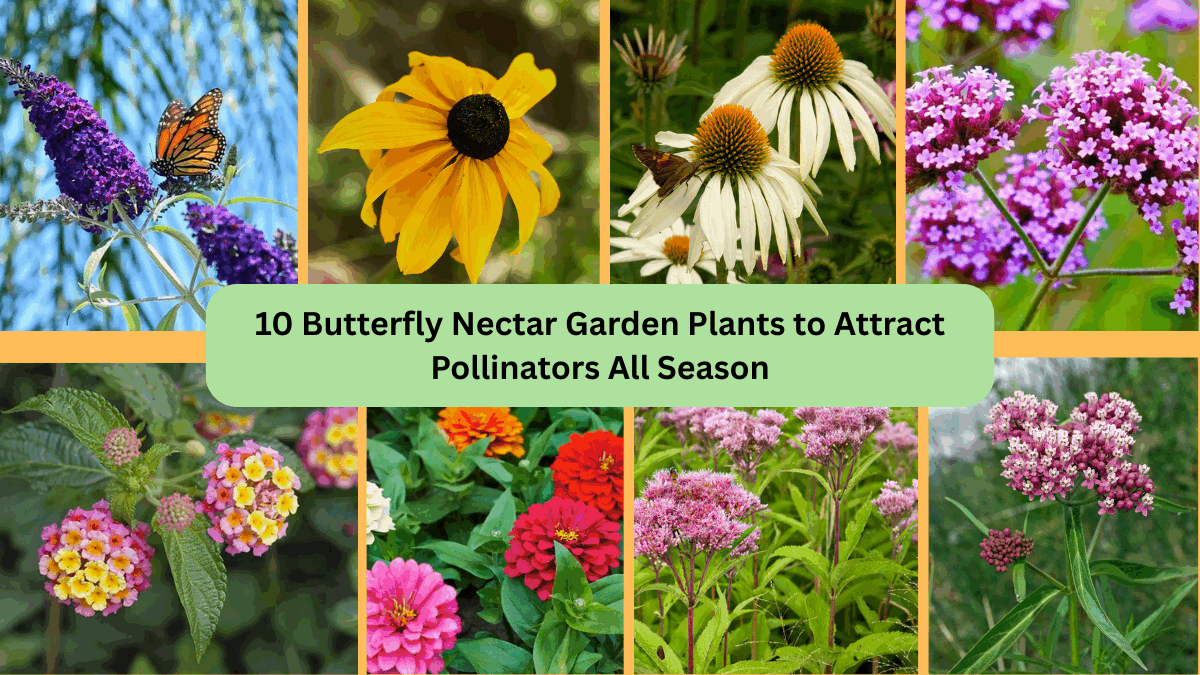 10 Butterfly Nectar Garden Plants to Attract Pollinators All Season