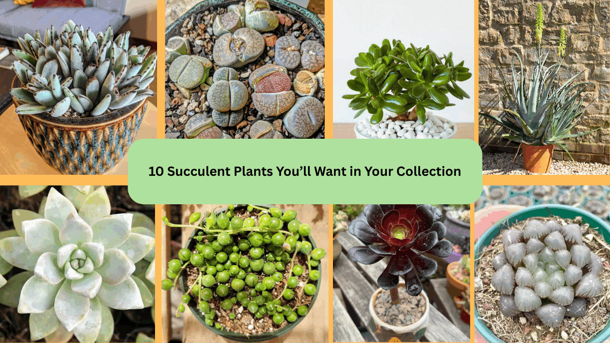 10 Succulent Plants You’ll Want in Your Collection