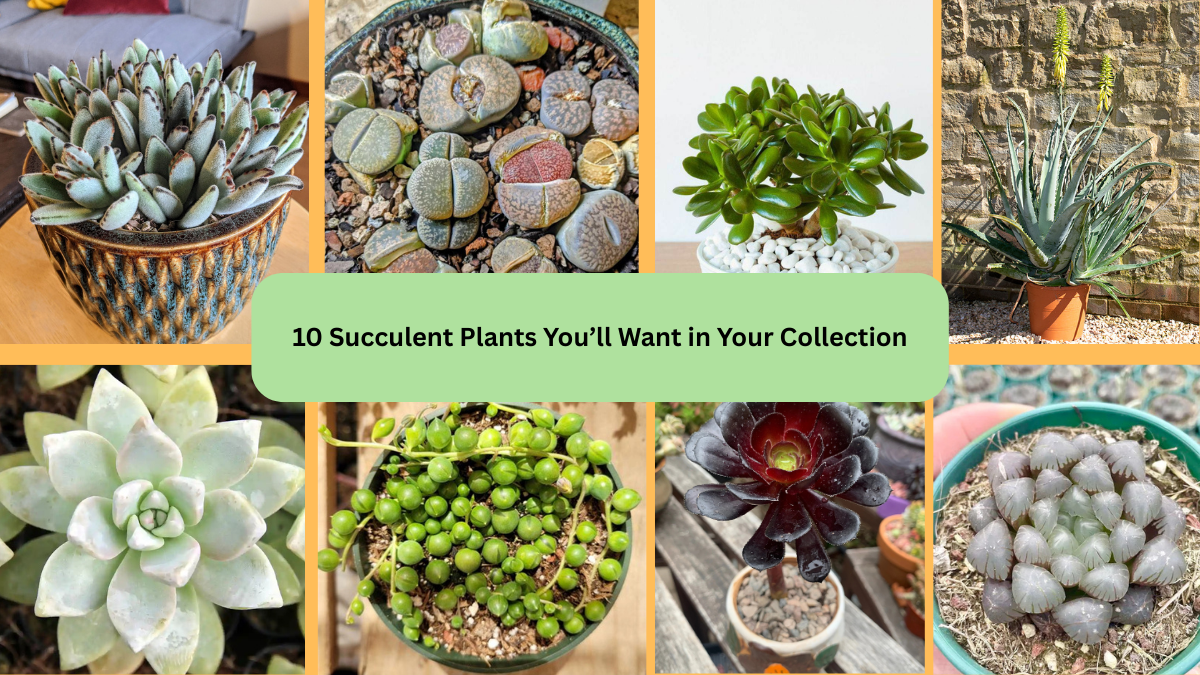 10 Succulent Plants You’ll Want in Your Collection