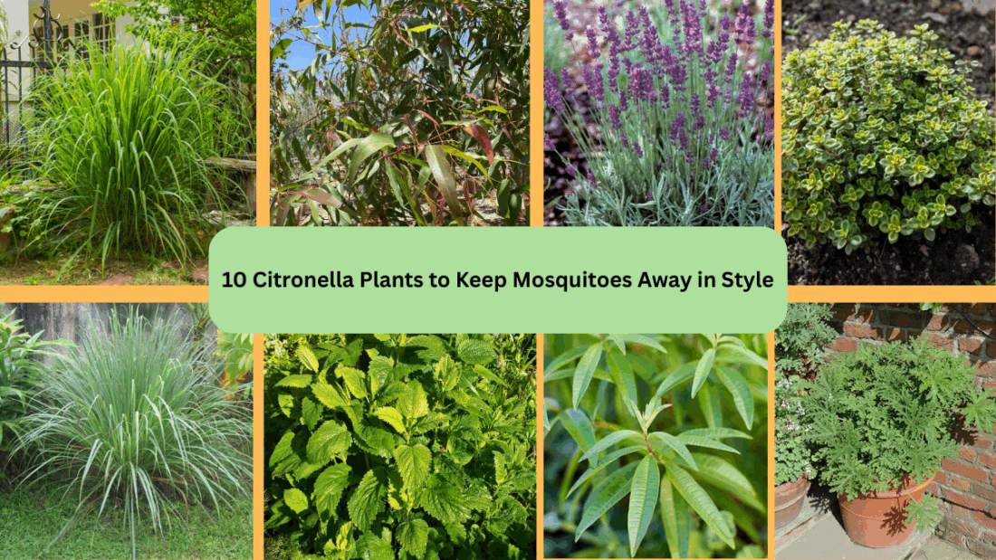 10 Citronella Plants to Keep Mosquitoes Away in Style