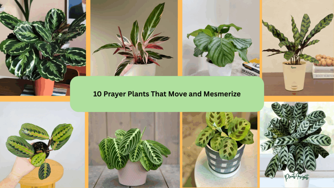 10 Prayer Plants That Move and Mesmerize