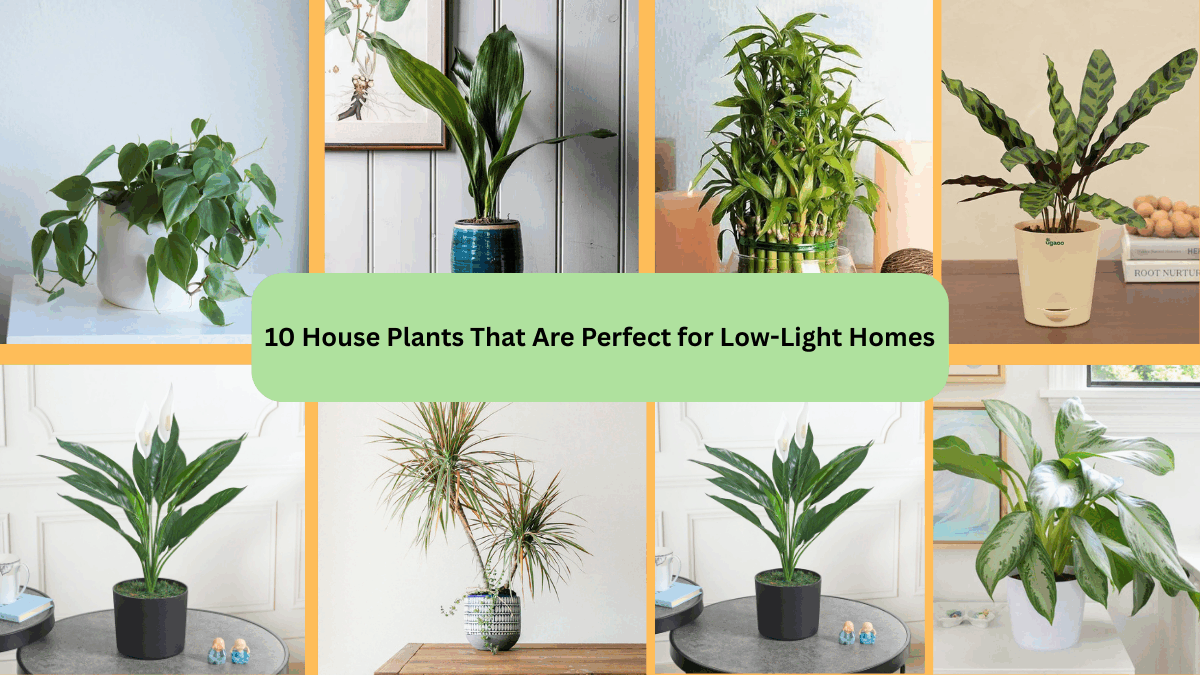 10 House Plants That Are Perfect for Low-Light Homes