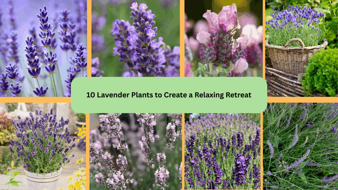 10 Lavender Plants to Create a Relaxing Retreat