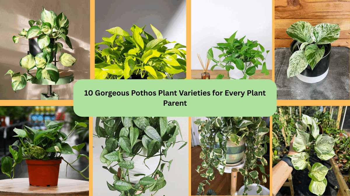 10 Gorgeous Pothos Plant Varieties for Every Plant Parent