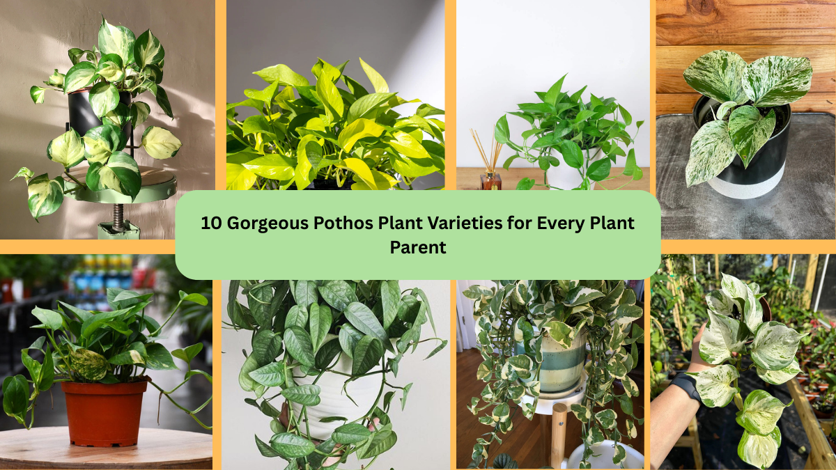 10 Gorgeous Pothos Plant Varieties for Every Plant Parent
