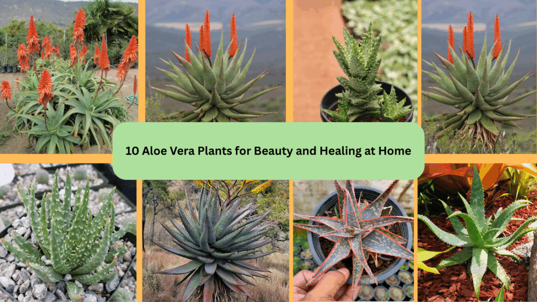 10 Aloe Vera Plants for Beauty and Healing at Home
