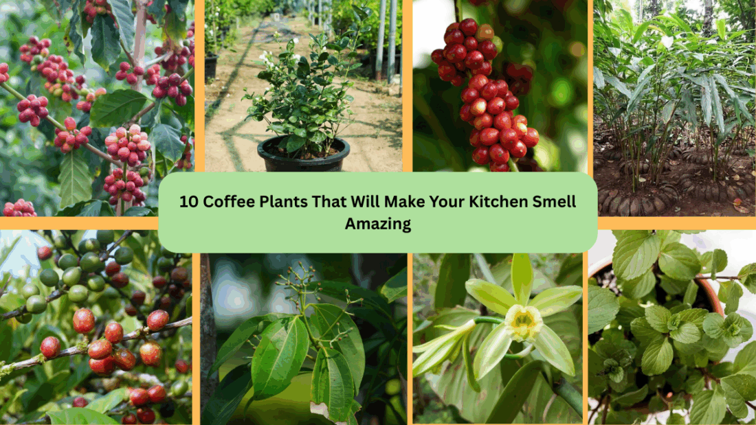 10 Coffee Plants That Will Make Your Kitchen Smell Amazing