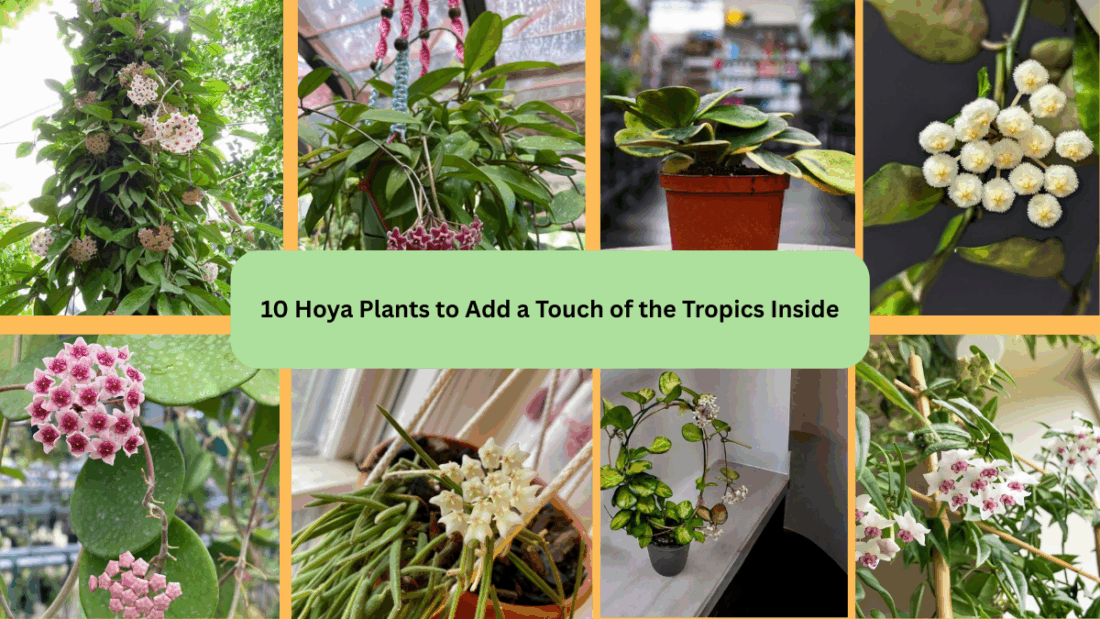 10 Hoya Plants to Add a Touch of the Tropics Inside