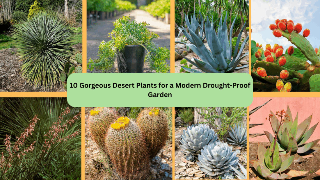 10 Gorgeous Desert Plants for a Modern Drought-Proof Garden