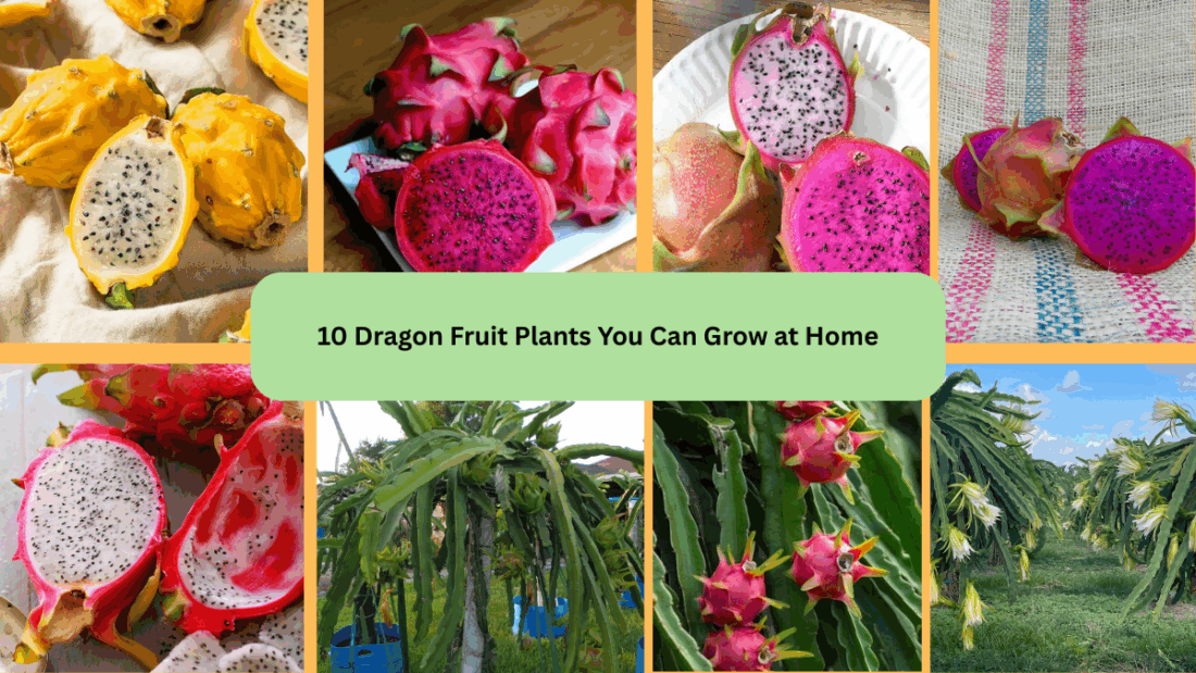 10 Dragon Fruit Plants You Can Grow at Home
