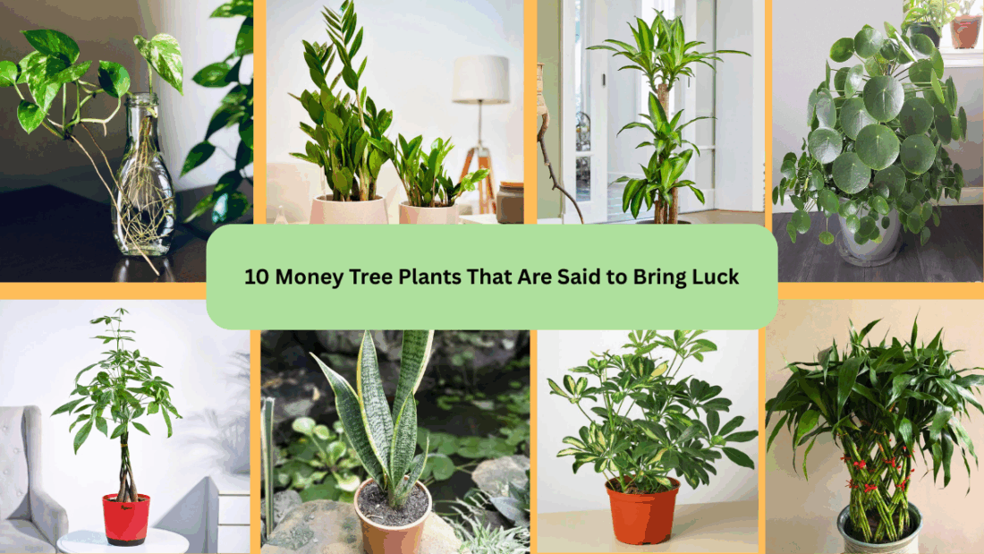 10 Money Tree Plants That Are Said to Bring Luck