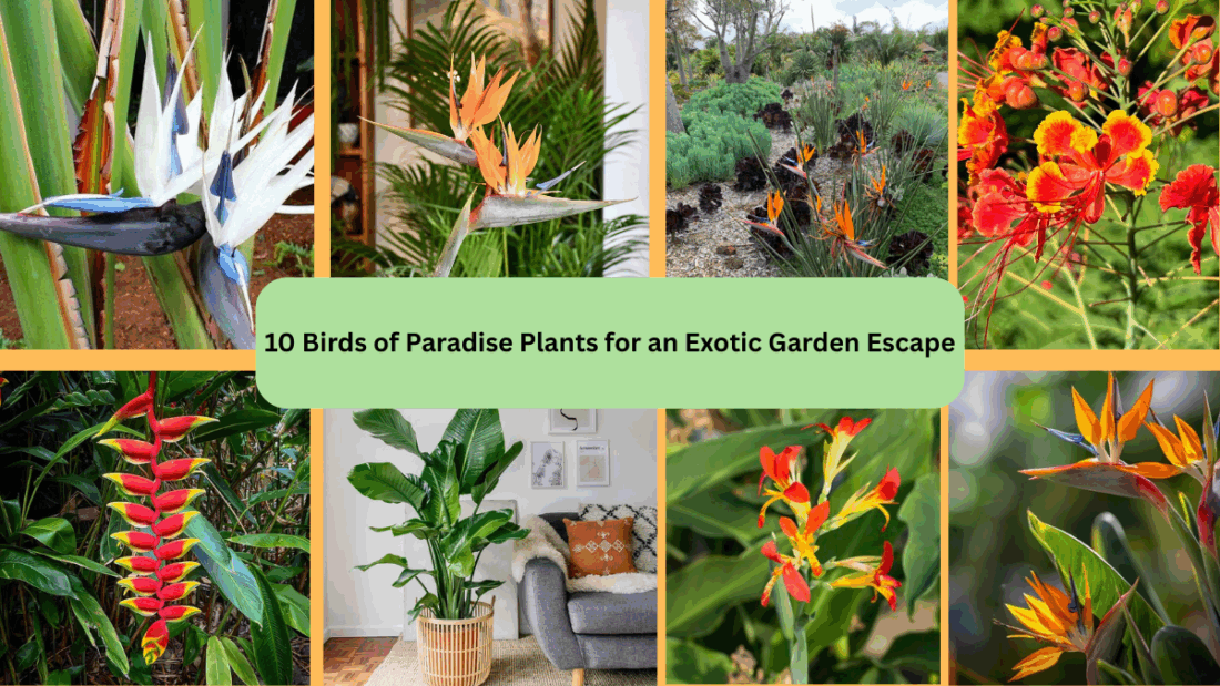 10 Birds of Paradise Plants for an Exotic Garden Escape