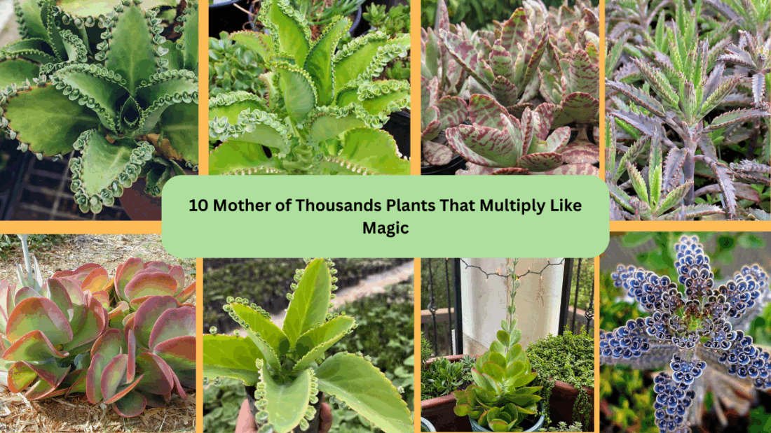 10 Mother of Thousands Plants That Multiply Like Magic