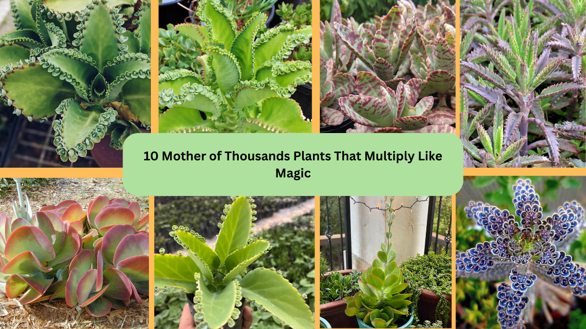 10 Mother of Thousands Plants That Multiply Like Magic