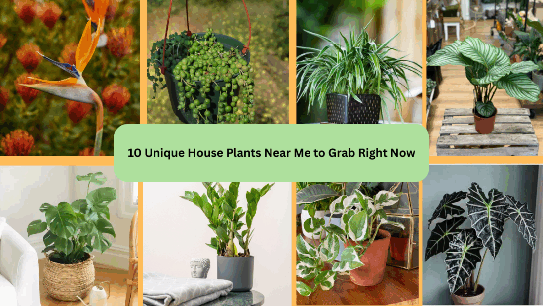 10 Unique House Plants Near Me to Grab Right Now