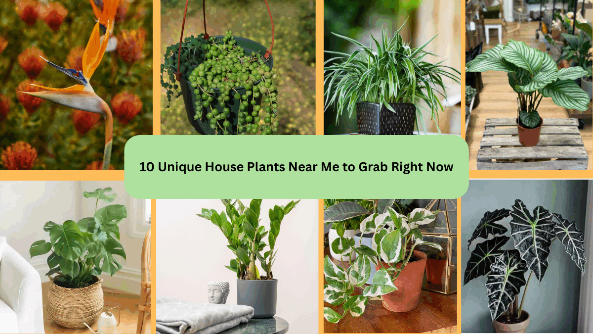 10 Unique House Plants Near Me to Grab Right Now