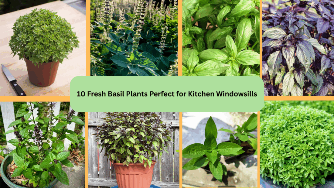 10 Fresh Basil Plants Perfect for Kitchen Windowsills