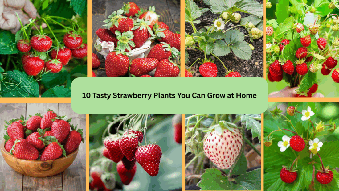 10 Tasty Strawberry Plants You Can Grow at Home