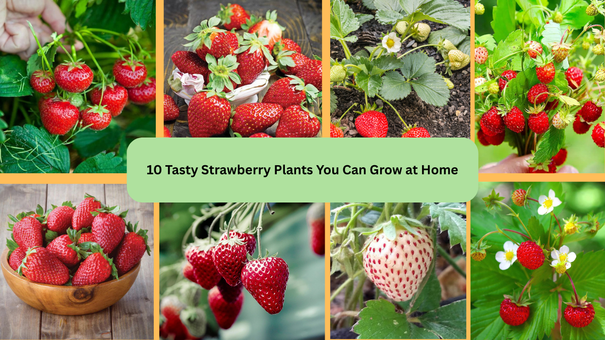 10 Tasty Strawberry Plants You Can Grow at Home