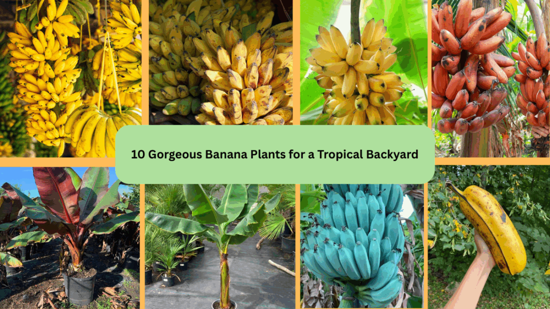 10 Gorgeous Banana Plants for a Tropical Backyard