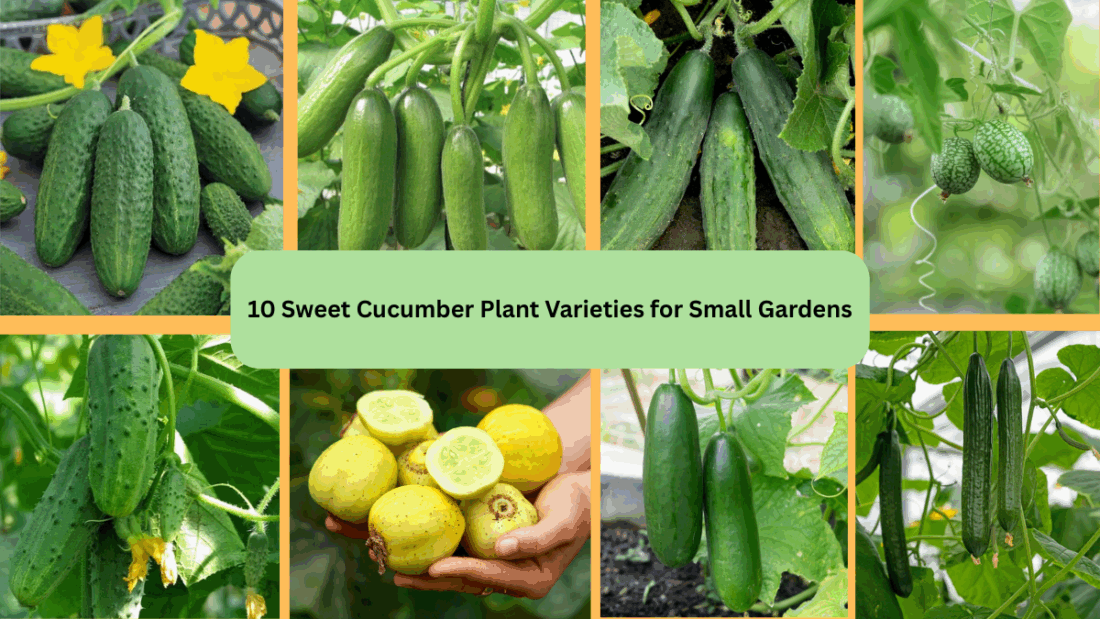 10 Sweet Cucumber Plant Varieties for Small Gardens