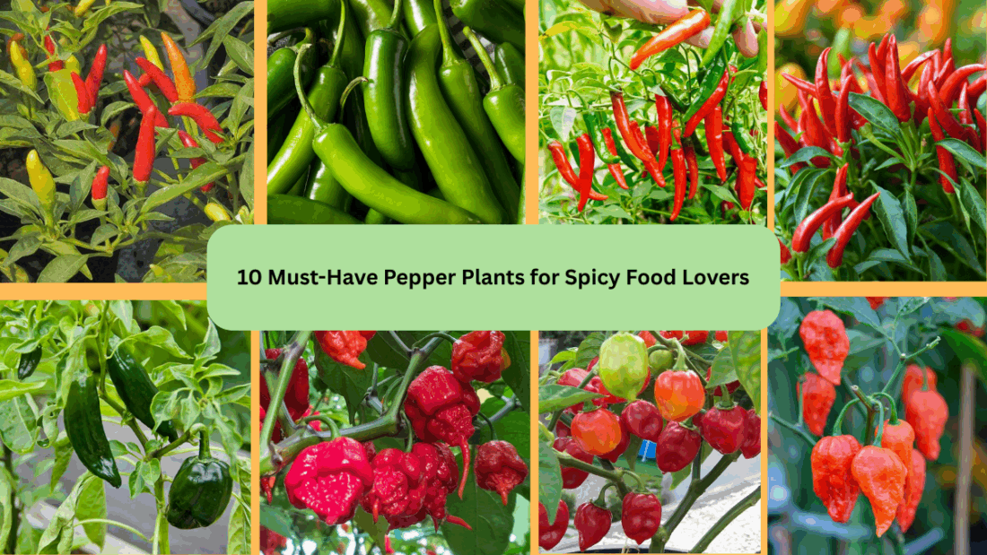 10 Must-Have Pepper Plants for Spicy Food Lovers
