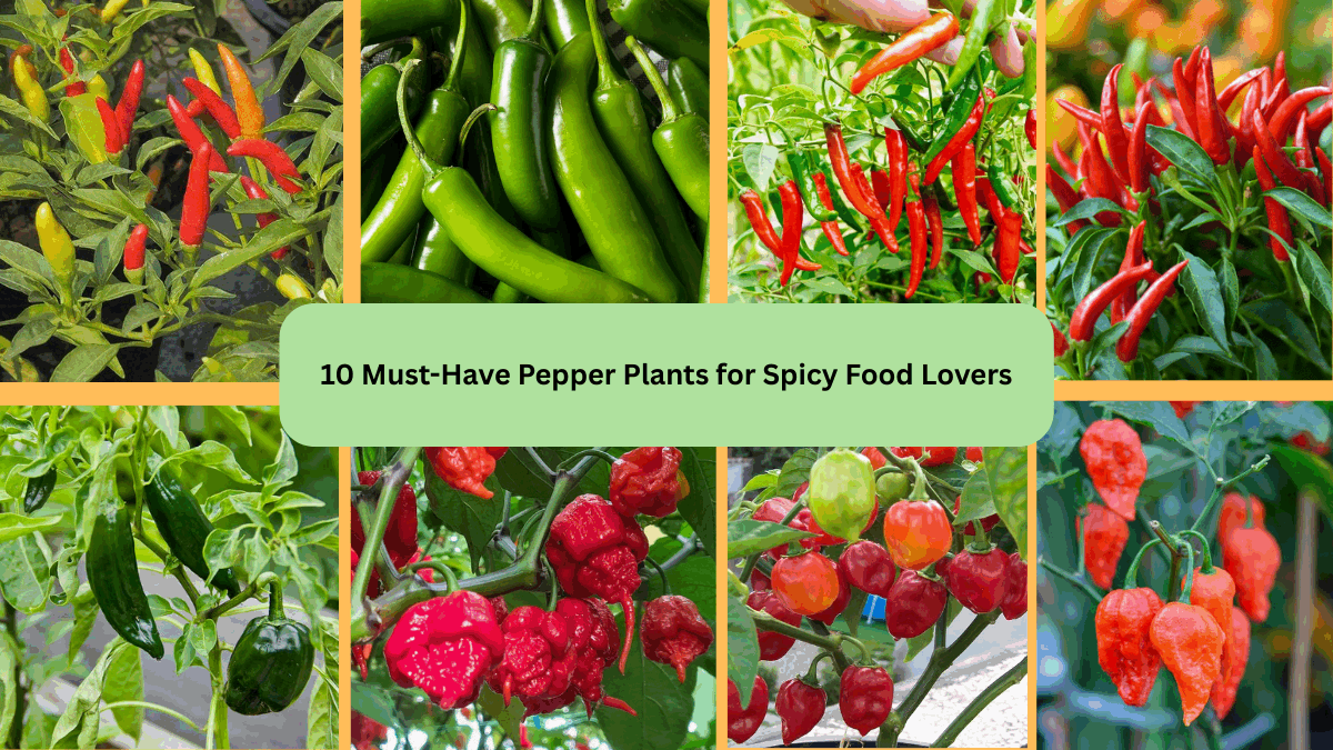 10 Must-Have Pepper Plants for Spicy Food Lovers