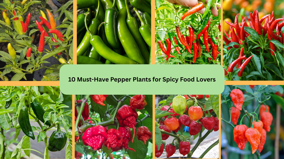 10 Must-Have Pepper Plants for Spicy Food Lovers