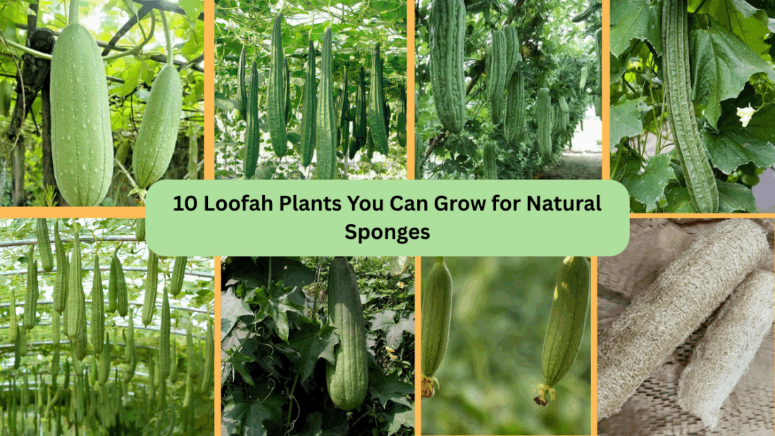 10 Loofah Plants You Can Grow for Natural Sponges