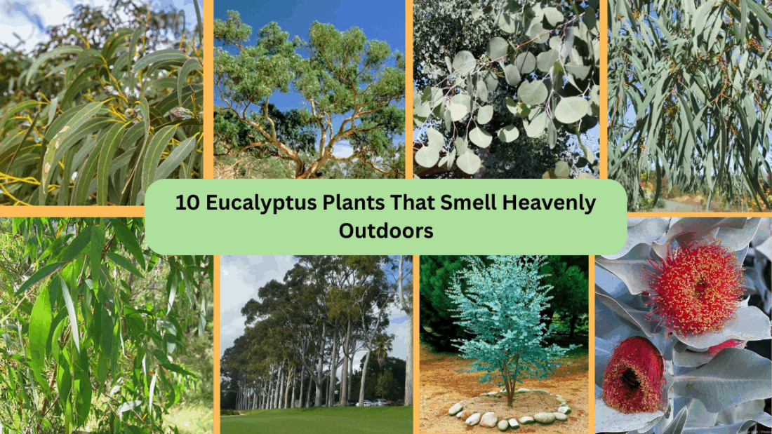 10 Eucalyptus Plants That Smell Heavenly Outdoors