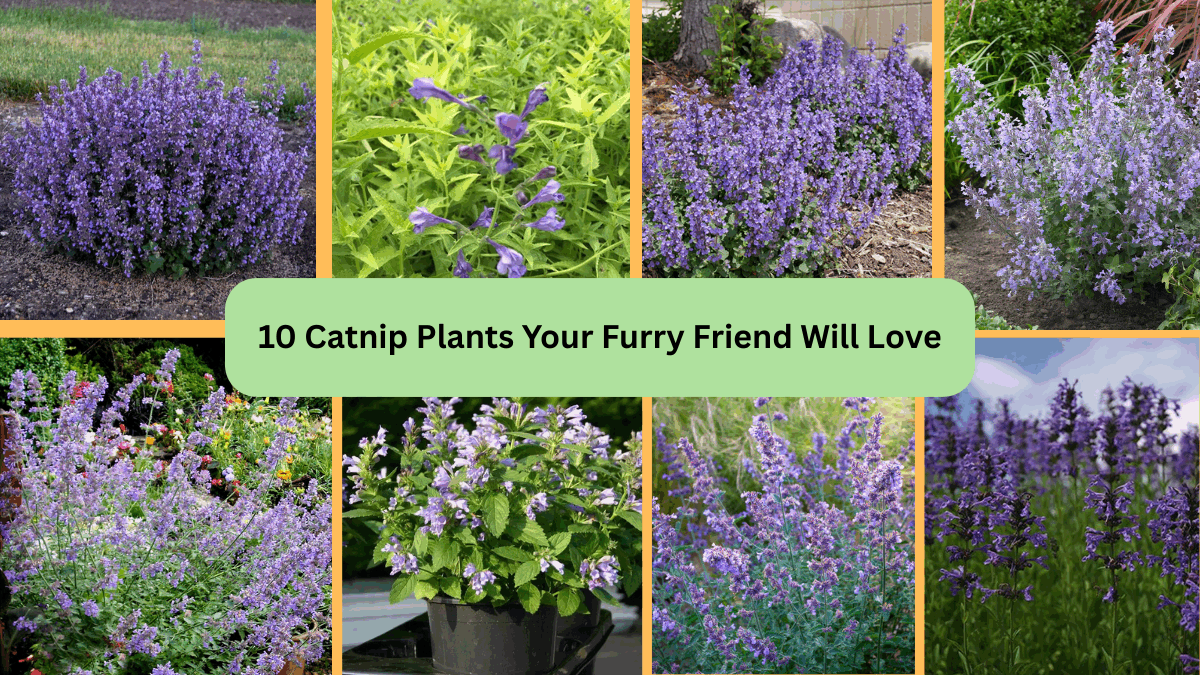 10 Catnip Plants Your Furry Friend Will Love