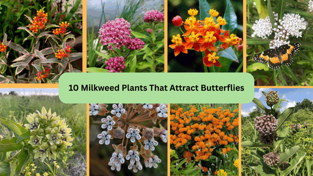 10 Milkweed Plants That Attract Butterflies