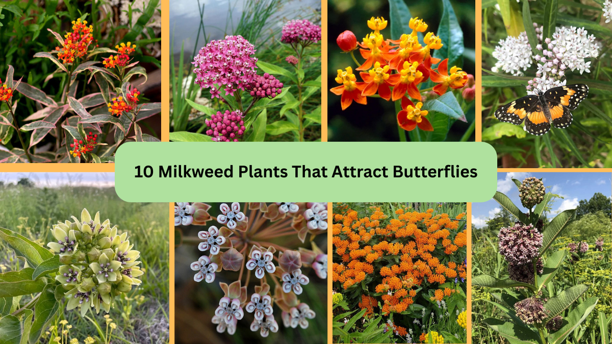 10 Milkweed Plants That Attract Butterflies