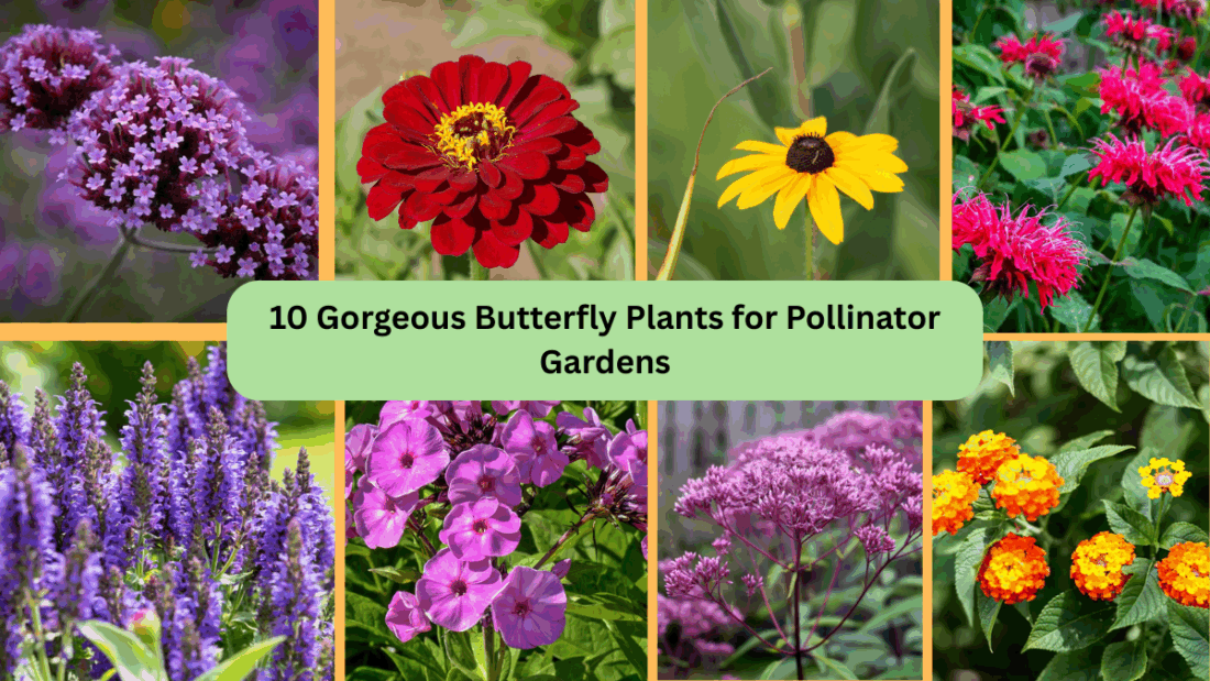 10 Gorgeous Butterfly Plants for Pollinator Gardens