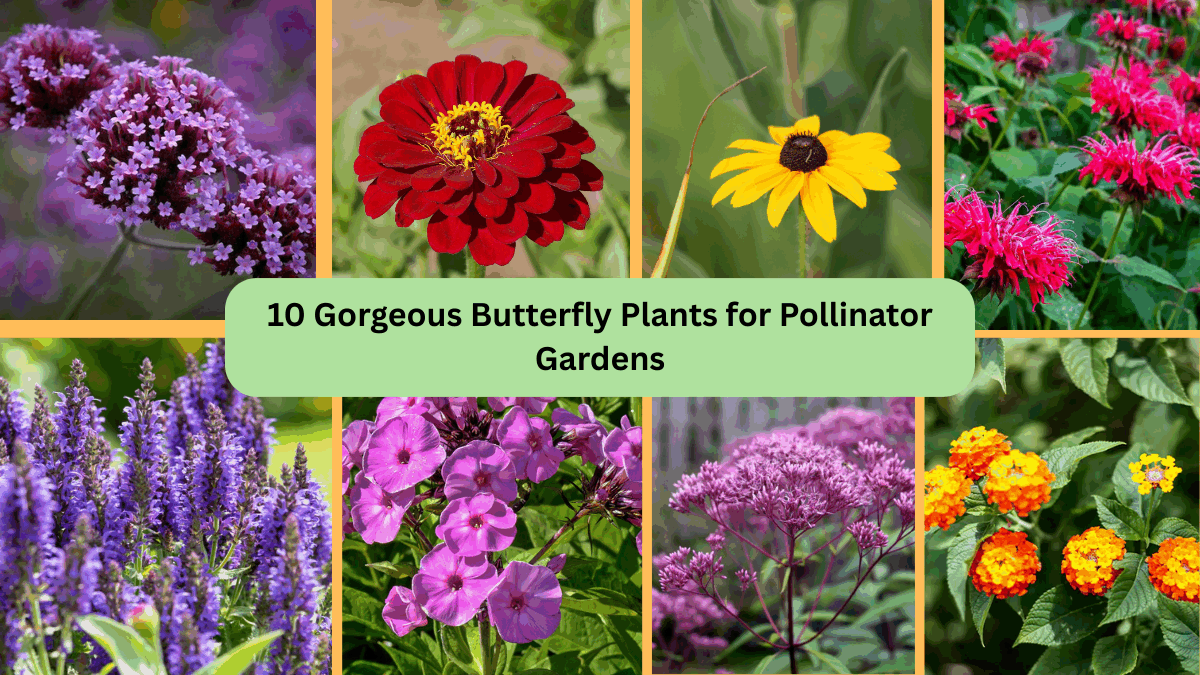 10 Gorgeous Butterfly Plants for Pollinator Gardens
