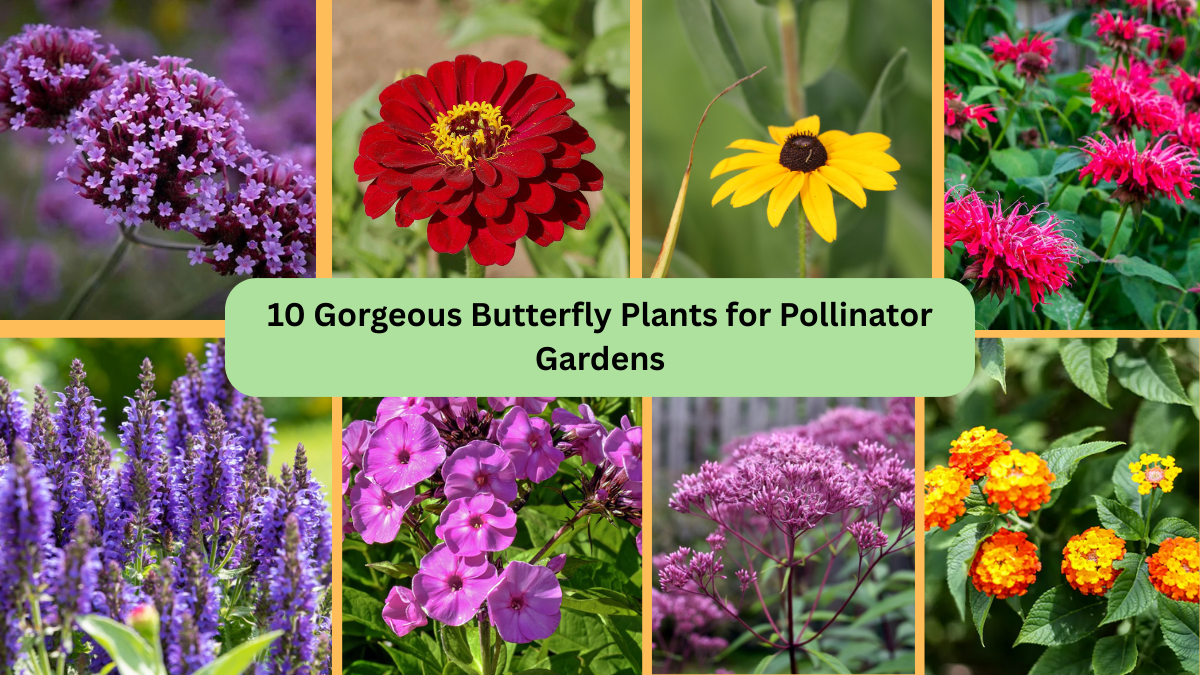 10 Gorgeous Butterfly Plants for Pollinator Gardens